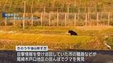 「平川市　緊急銃猟によりクマ１頭を駆除　県内２例目」の画像1