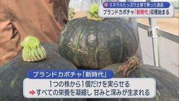 ミネラルたっぷり土壌で育った逸品　ブランドカボチャ「新時代」収穫始まる／青森県むつ市