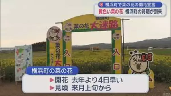 「菜の花開花」宣言　“黄色い花”横浜町の時期が到来／青森県