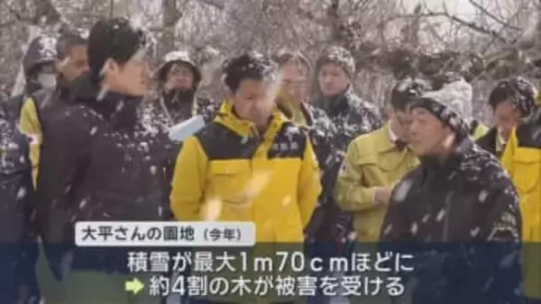 結果は来月以降に公表予定　リンゴ枝折れ被害を合同調査／青森県