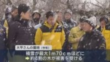 結果は来月以降に公表予定　リンゴ枝折れ被害を合同調査／青森県