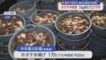 陸奥湾ホタテ半成貝の入札 1キロ当たり279円　前年より下がるも過去2番目の高値