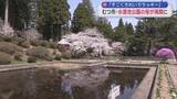 「「すごくきれいでラッキー」　むつ市・水源池公園の桜が満開に／青森県」の画像1
