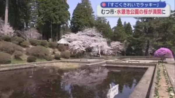 「すごくきれいでラッキー」　むつ市・水源池公園の桜が満開に／青森県