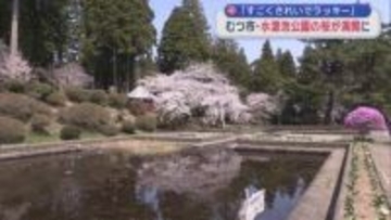 「すごくきれいでラッキー」　むつ市・水源池公園の桜が満開に／青森県