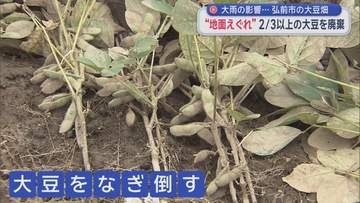 大雨の影響…弘前市の大豆畑　“地面えぐれ”2/3以上の大豆を廃棄