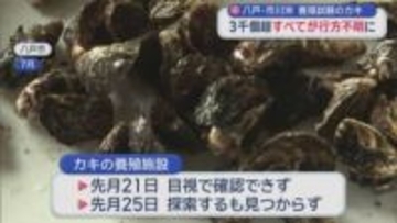 八戸・市川沖　養殖試験のカキ　３千個超すべてが行方不明に