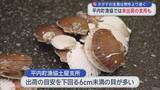 「ホタテの生育は例年より鈍く　平内町漁協では未出荷の支所も／青森県」の画像1