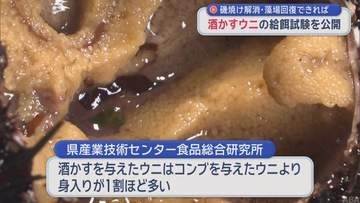 磯焼け解消・藻場回復できれば　酒かすウニの給餌試験を公開／青森県東通村