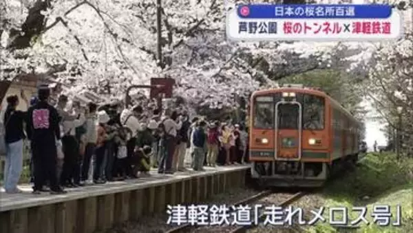 日本さくら名所100選・青森県五所川原市「芦野公園」津軽鉄道と桜の共演