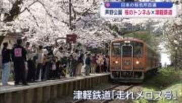 日本さくら名所100選・青森県五所川原市「芦野公園」津軽鉄道と桜の共演