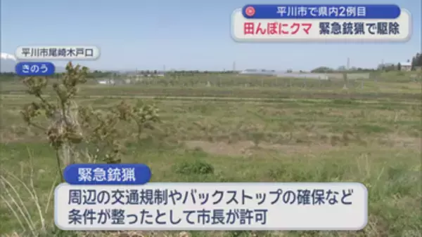 平川市の田んぼにクマ 緊急銃猟で駆除　青森県内2例目