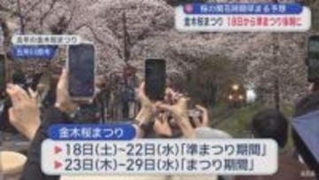「金木桜まつり」　前倒しで18日から準まつり体制に