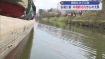 弘前公園の桜を楽しむ 「中堀観光舟からの光景」　花芽1つから7つの花「七輪咲き桜」