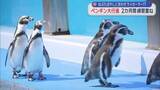 「ねぶたばやしに合わせラッセーラー！？　ペンギン大行進　2カ月間練習重ね／青森・浅虫水族館」の画像1
