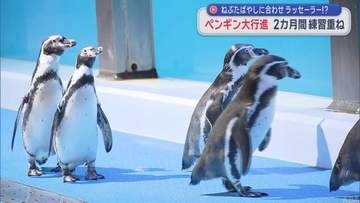 ねぶたばやしに合わせラッセーラー！？　ペンギン大行進　2カ月間練習重ね／青森・浅虫水族館