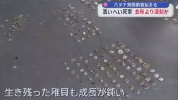 ホタテ実態調査始まる　高いへい死率 去年より深刻か