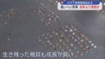 ホタテ実態調査始まる　高いへい死率 去年より深刻か