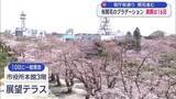 「桜開花のグラデーション　十和田官庁街通り 16日満開予想」の画像1