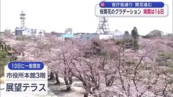 桜開花のグラデーション　十和田官庁街通り 16日満開予想
