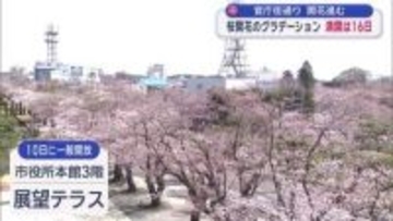 桜開花のグラデーション　十和田官庁街通り 16日満開予想
