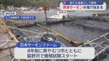 「むつ市脇野沢「青森サーモン」水揚げ始まる　新たな産業として期待」の画像1