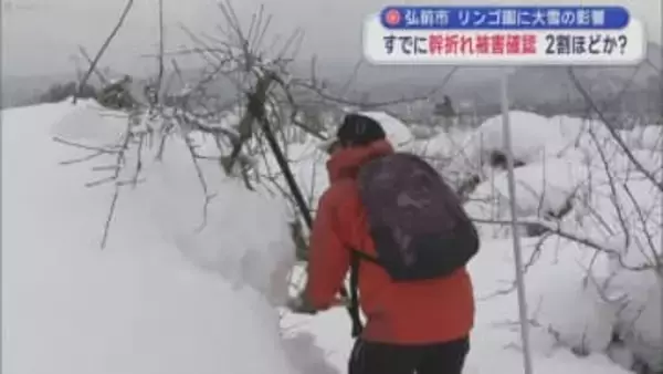 弘前市　リンゴ園に大雪の影響　すでに幹折れ被害確認　2割ほどか？