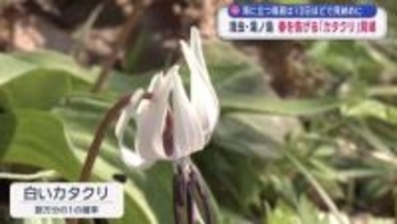 春の訪れを告げる花「カタクリ」見頃　浅虫・湯ノ島／青森市
