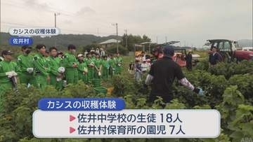 ５tの収穫を見込む　旬を迎えたカシスの収穫始まる／青森県佐井村