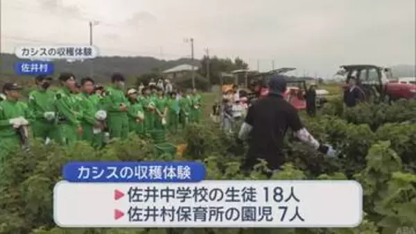 ５tの収穫を見込む　旬を迎えたカシスの収穫始まる／青森県佐井村