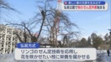 美しい桜の光景を生み出す　弘前公園で桜のせん定作業始まる