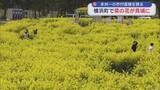 「本州一の作付面積誇る　横浜町の菜の花が見頃」の画像1