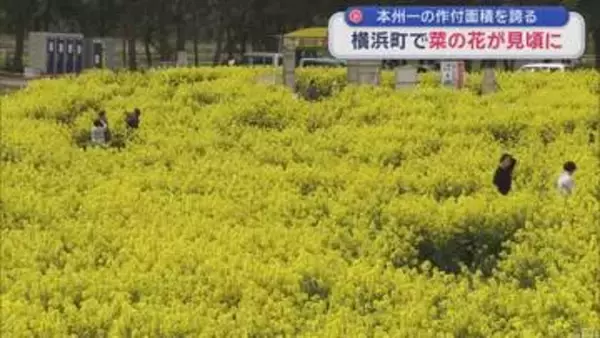 本州一の作付面積誇る　横浜町の菜の花が見頃