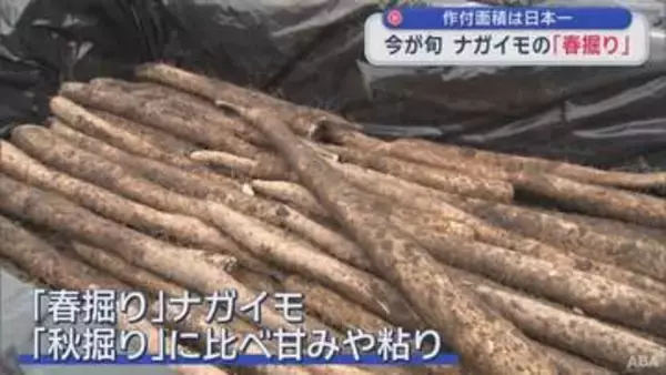 「作付面積は日本一　今が旬　ナガイモの「春掘り」／青森県」の画像