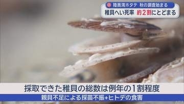 陸奥湾ホタテ　秋の調査始まる　稚貝へい死率　約2割にとどまる