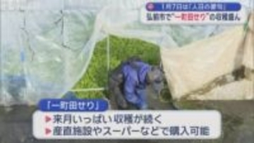 １月７日は「人日の節句」　弘前市で“一町田せり”の収穫盛ん