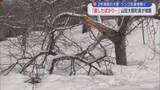 「2年連続の大雪　リンゴ生産者嘆く　「直したばかり…」　山田大鰐町長が視察／青森県」の画像1