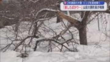 2年連続の大雪　リンゴ生産者嘆く　「直したばかり…」　山田大鰐町長が視察／青森県