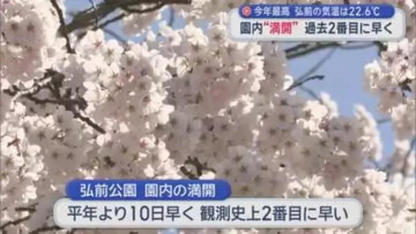 「感動的」「すばらしい」 園内も満開に　桜の名所 弘前公園にぎわう