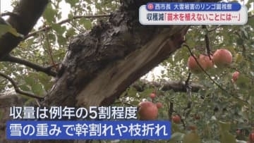 西市長　大雪被害のリンゴ園視察　収穫減「苗木を植えないことには…」