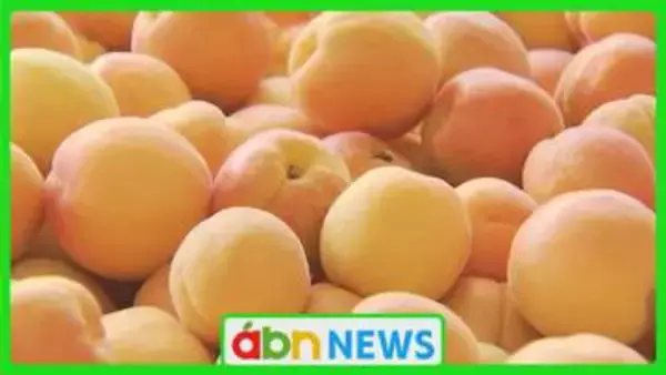 松代町特産・初夏の味覚! 「熟れ方早く…今年は最高」アンズ出荷始まる【長野市】