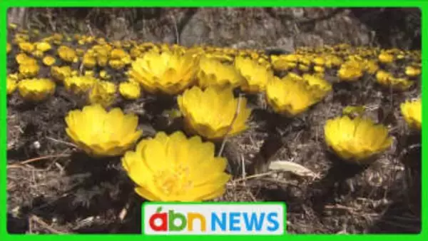 冬の寒さに負けず咲き誇る　南信州のフクジュソウが春の光景を演出【長野・豊丘村】