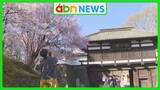 「今年は例年より5日早く満開！小諸城址懐古園の桜が500本咲き誇る 結婚式前撮りカップルも笑顔に【長野】」の画像1