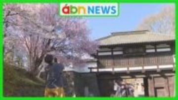 今年は例年より5日早く満開！小諸城址懐古園の桜が500本咲き誇る 結婚式前撮りカップルも笑顔に【長野】