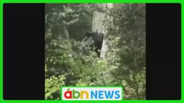 住宅の庭にクマが出没　生ごみを漁り約5時間後に麻酔銃で捕獲・殺処分【長野・安曇野市】