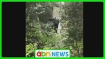 住宅の庭にクマが出没　生ごみを漁り約5時間後に麻酔銃で捕獲・殺処分【長野・安曇野市】