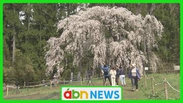 信州高山村の五大桜が一斉に開花　全国から花見客集う春の絶景　まるで桜のシャワー【長野・高山村】