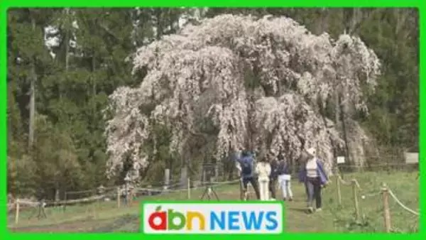 信州高山村の五大桜が一斉に開花　全国から花見客集う春の絶景　まるで桜のシャワー【長野・高山村】