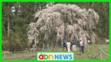 信州高山村の五大桜が一斉に開花　全国から花見客集う春の絶景　まるで桜のシャワー【長野・高山村】