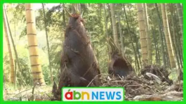 今年は大豊作！豊丘村の竹林園で家族連れがタケノコ掘りに挑戦【長野】